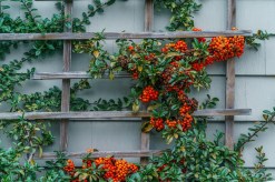 A Guide to Identifying Bushes with Red Berries: Key Features to Look For